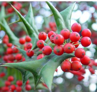 Ilex cornuta seeds chinese holly horned holly  